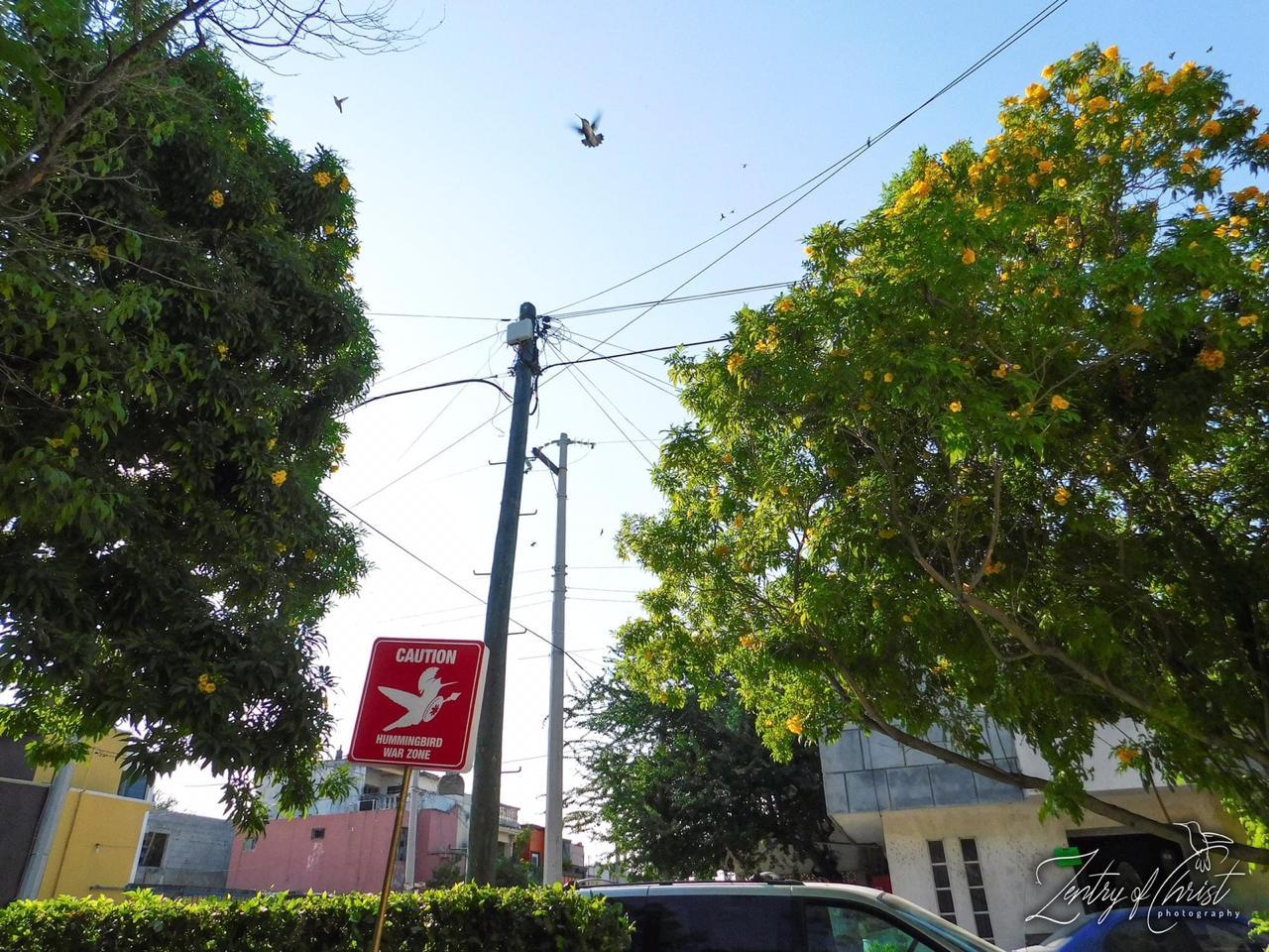 Hummingbirds arriving in Mexico.