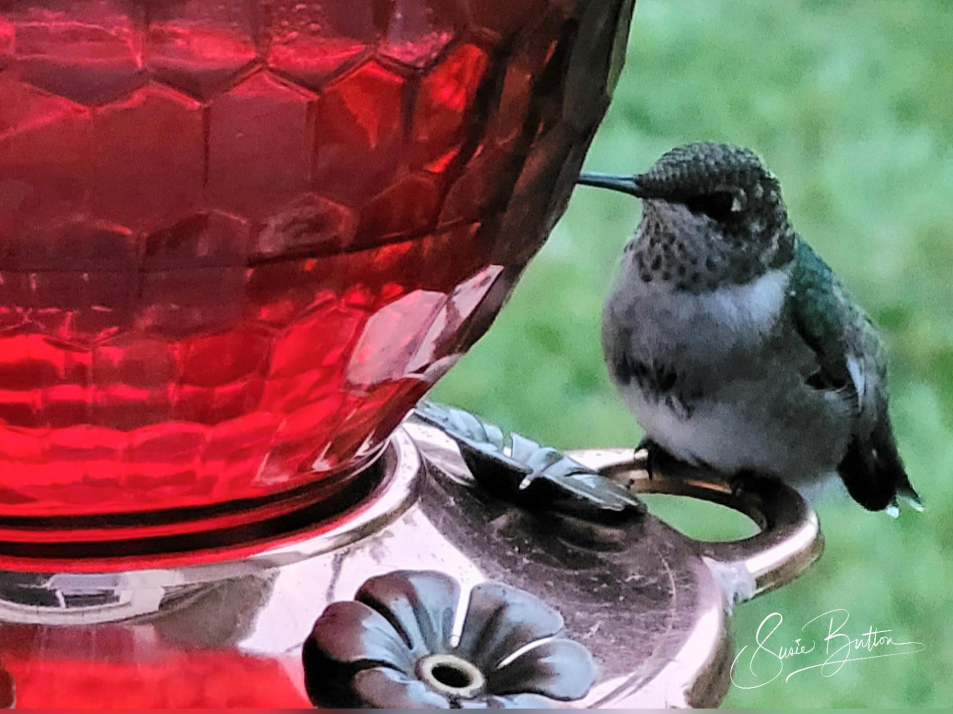 Juvenile Ruby-throated Hummingbird at feeder.