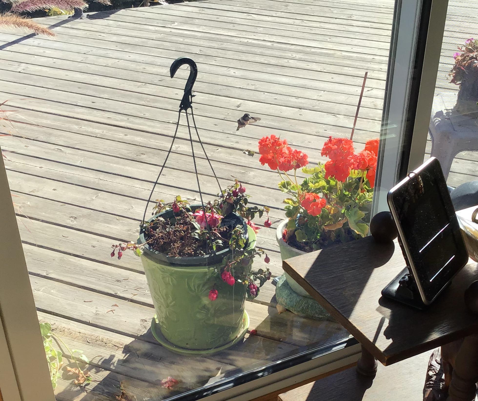 Hummingbird feeding in Alberta.