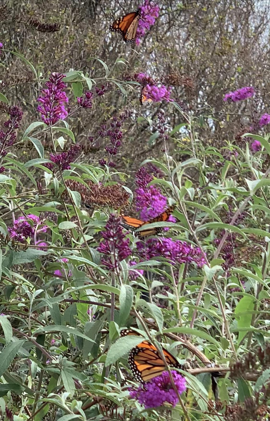 Monarchs nectaring in North Carolina