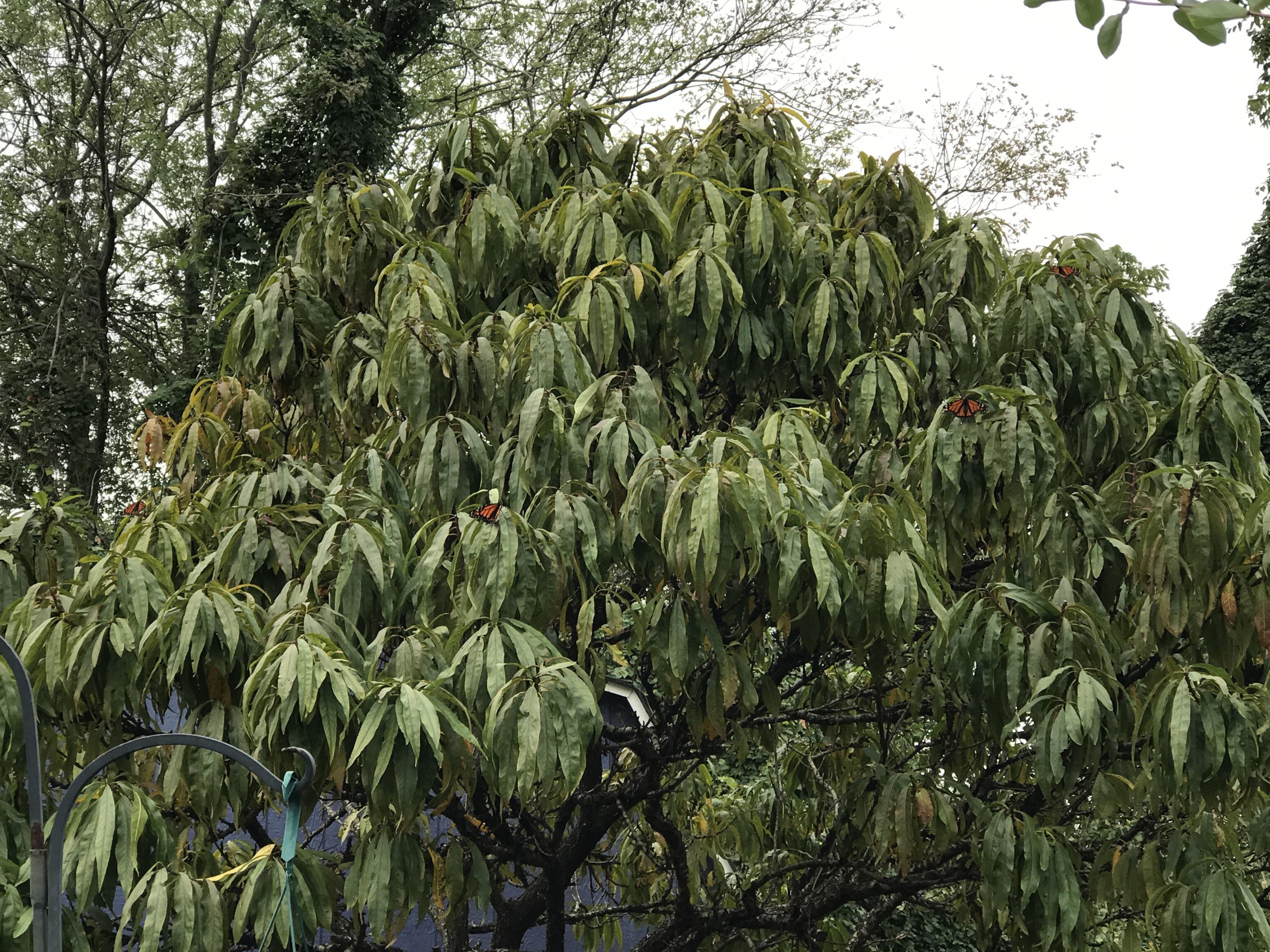 Monarchs resting in Cape May New Jersey