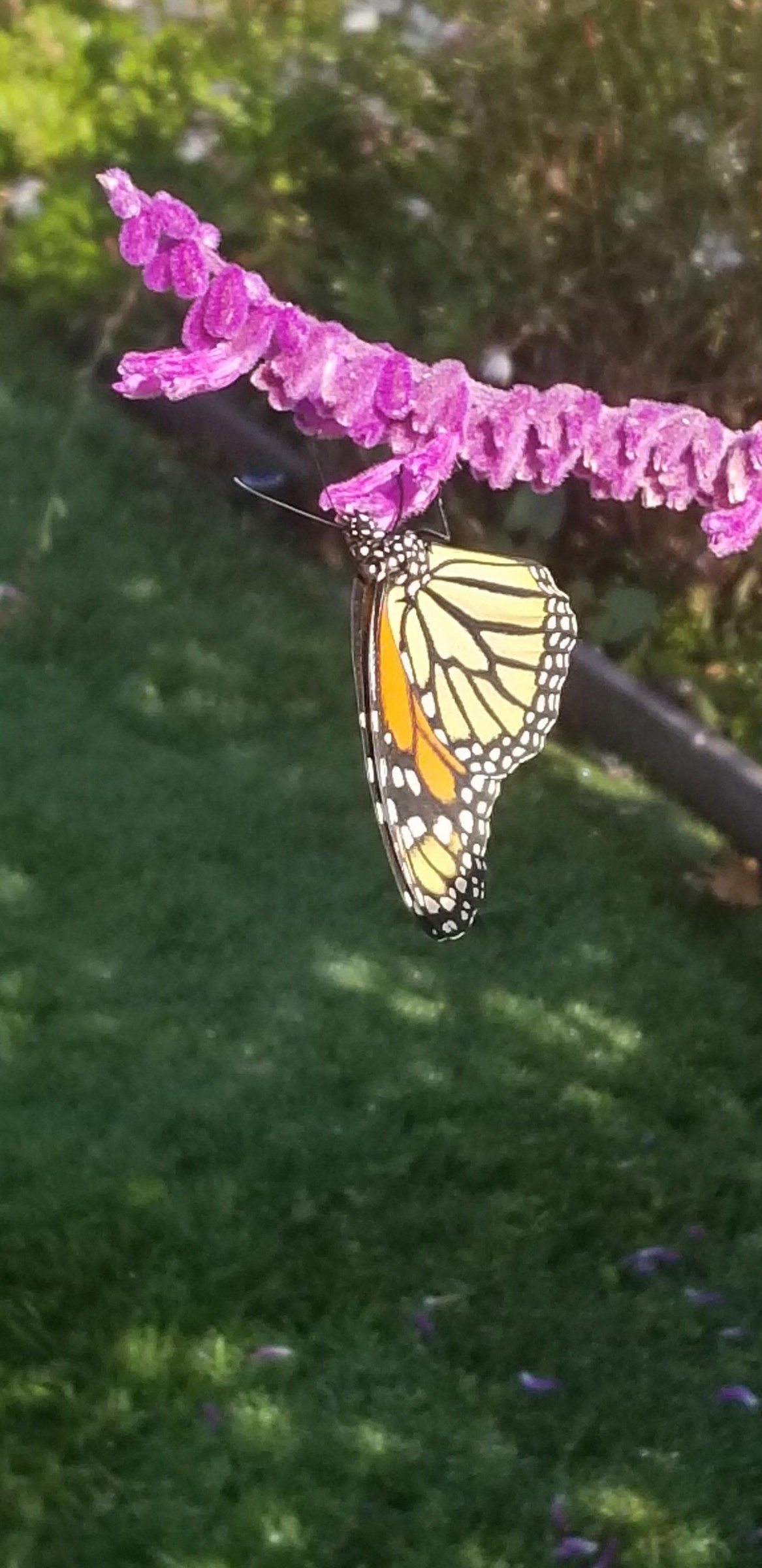 Monarch in Fairfield, California