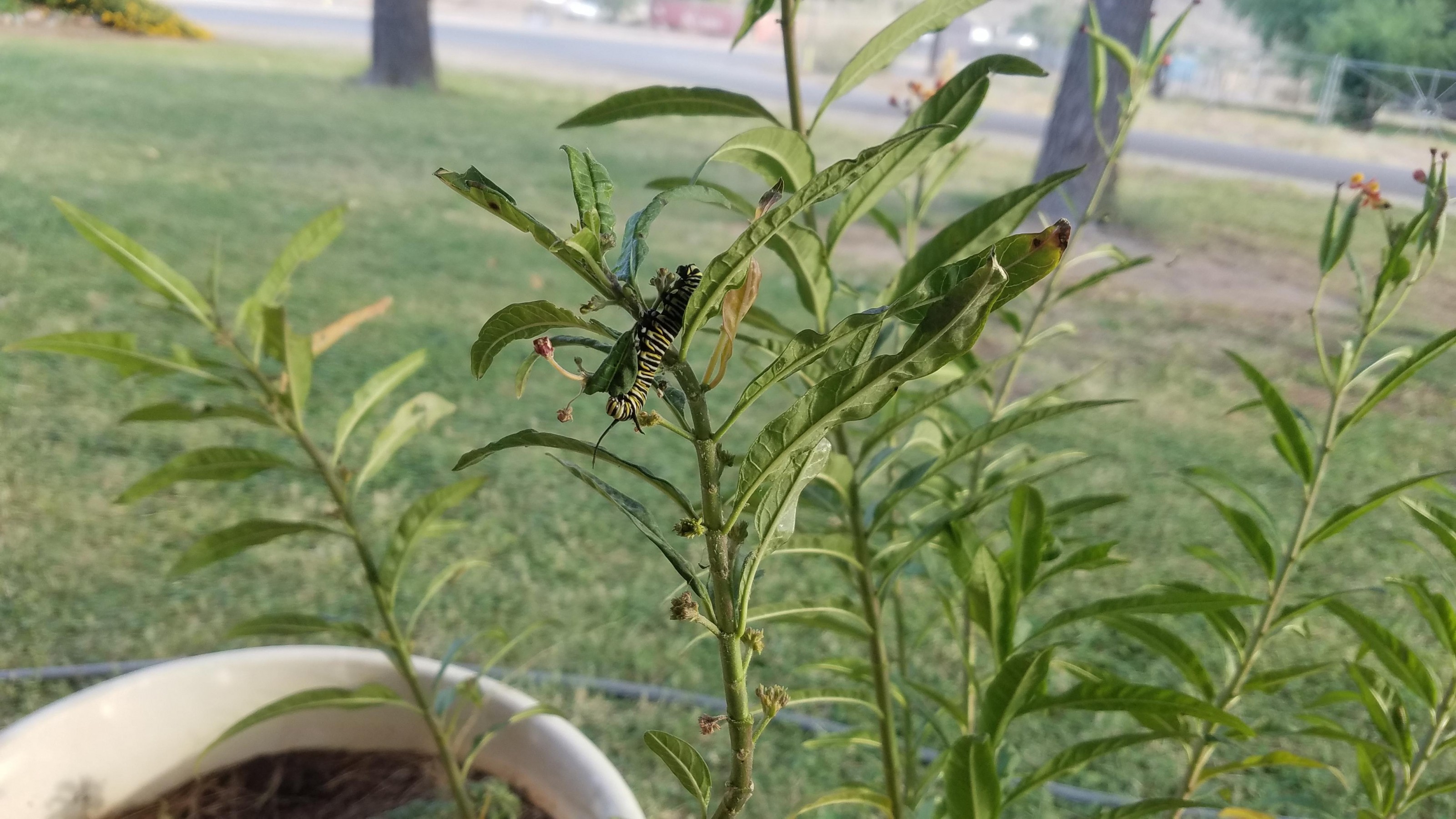 Caterpillar in Arizona.