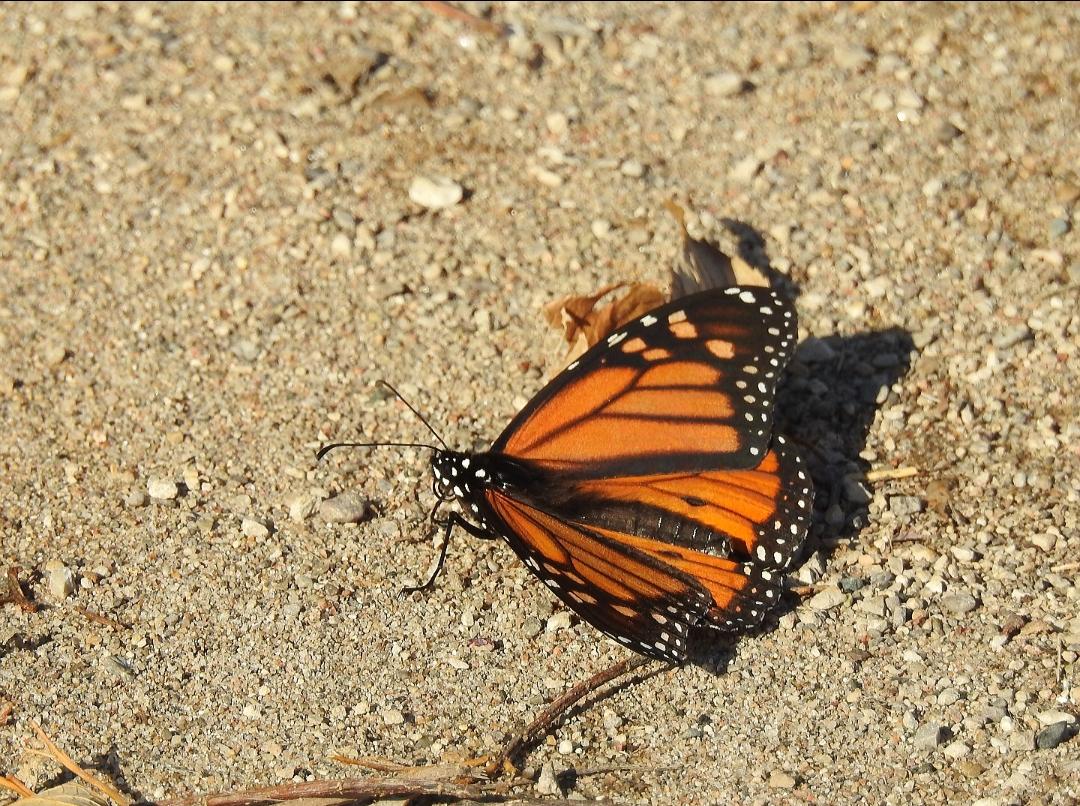 Monarch at Point Pelee National Park