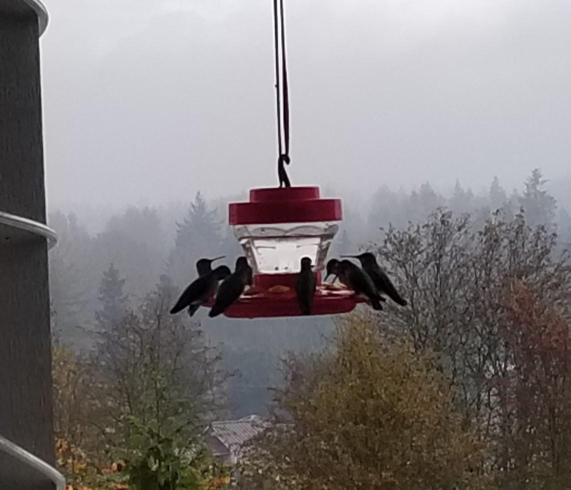 Anna's Hummingbirds at feeder.