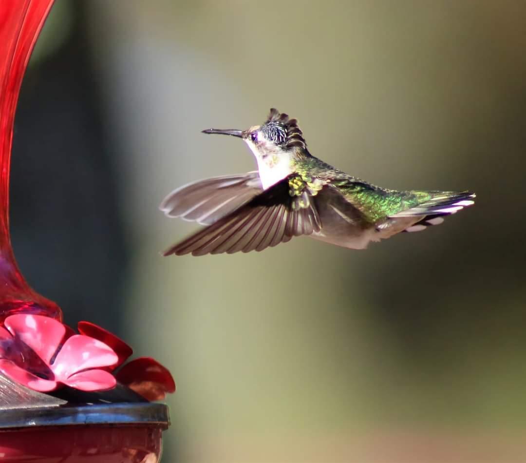 Hummingbird at feeder in Missouri.