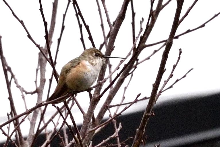 Rufous Hummingbird in Pennsylvania.