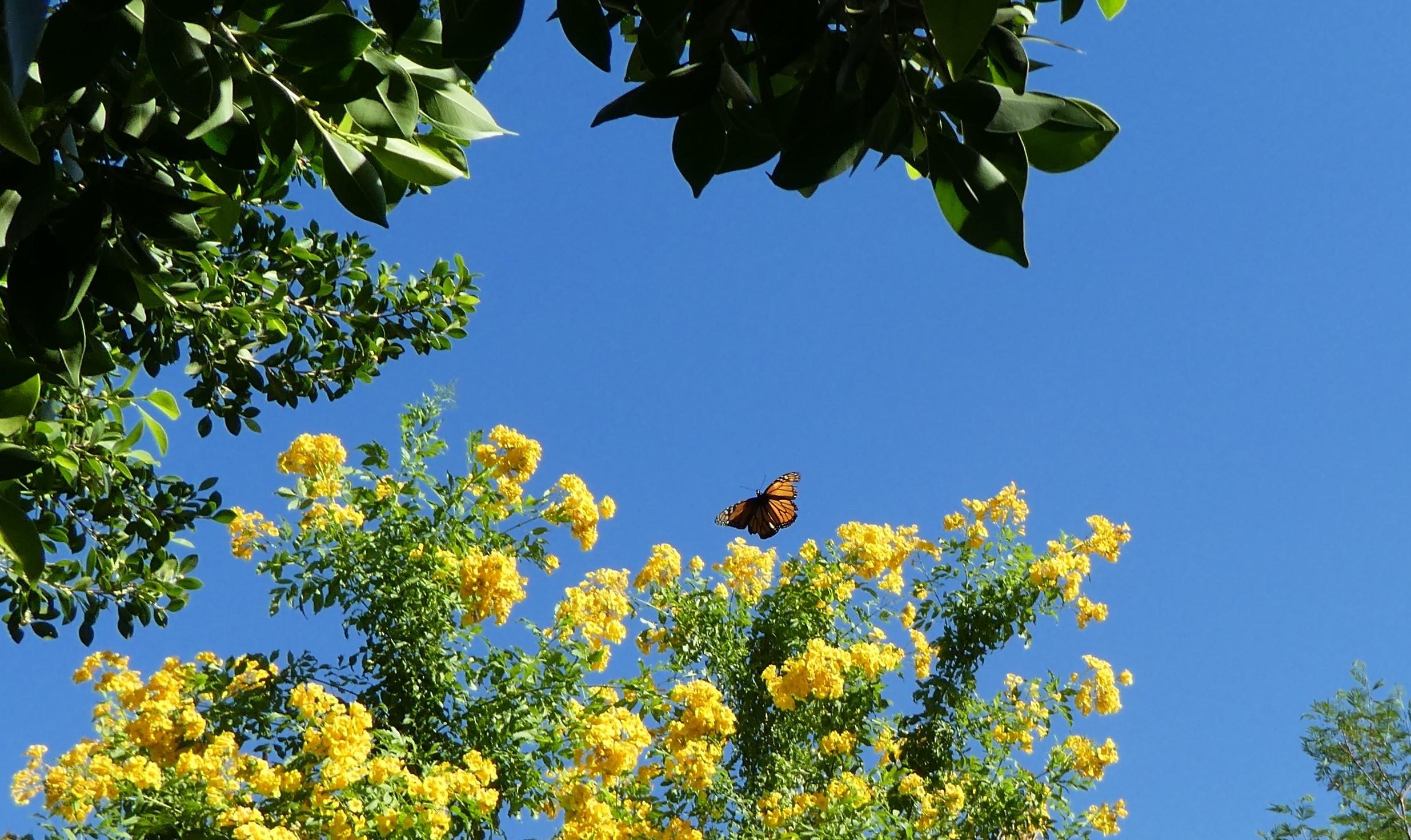 Monarch in Chandler, Arizona