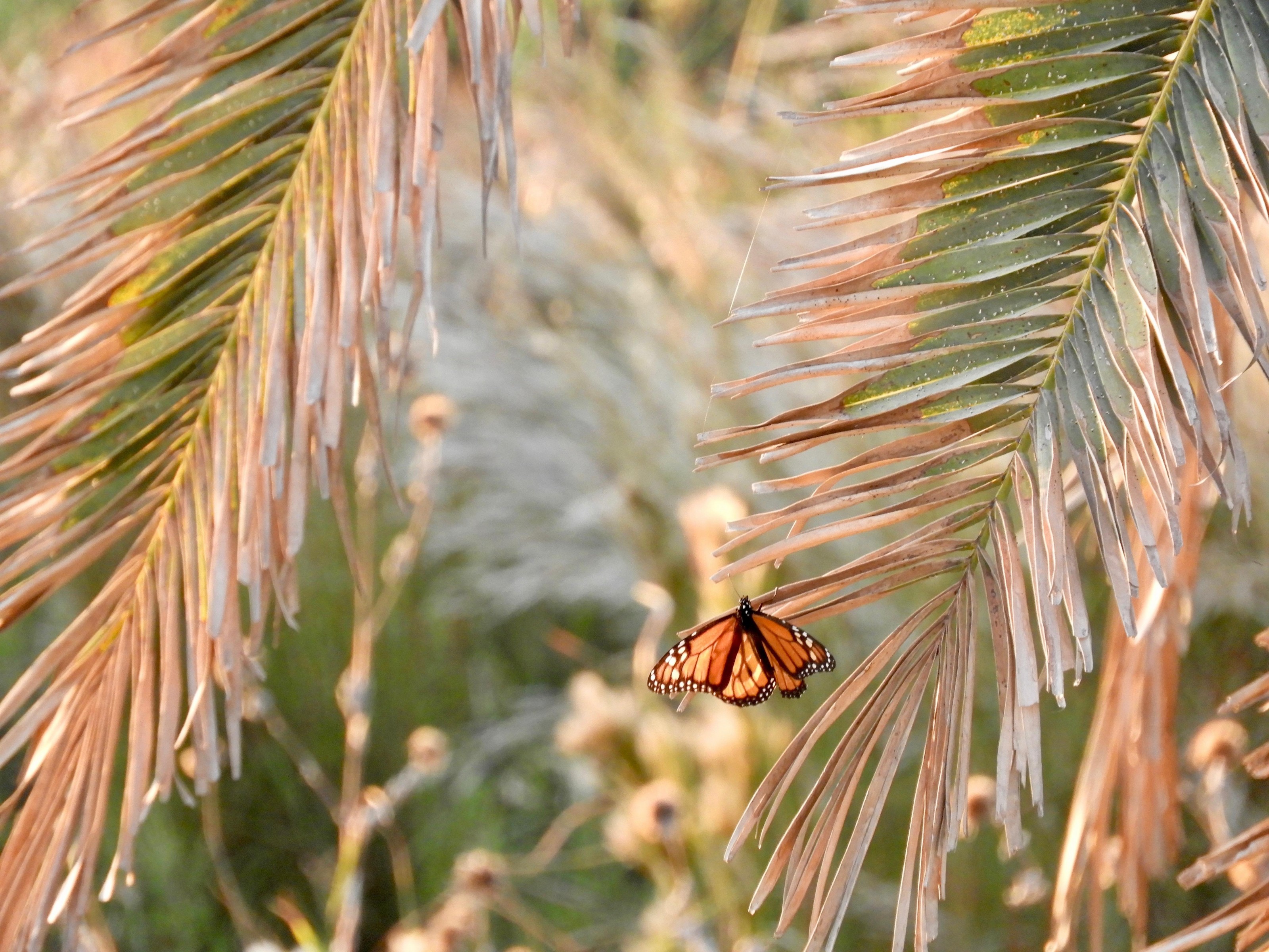 Monarch in Texas.