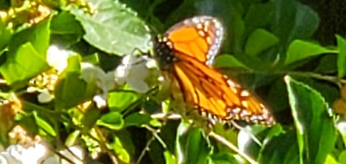 Monarch in Laguna Niguel, CA.