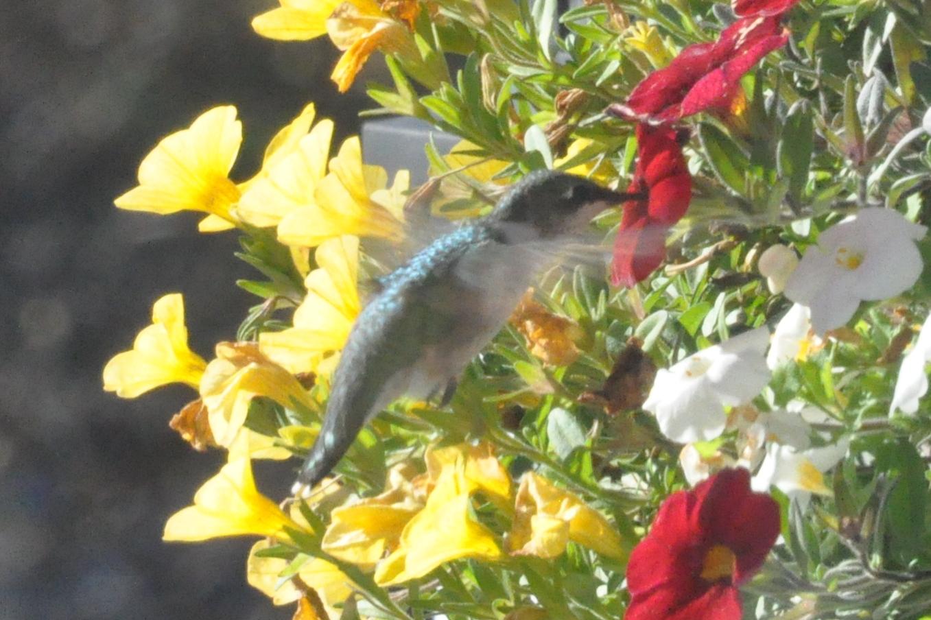 Hummingbird in Nova Scotia.