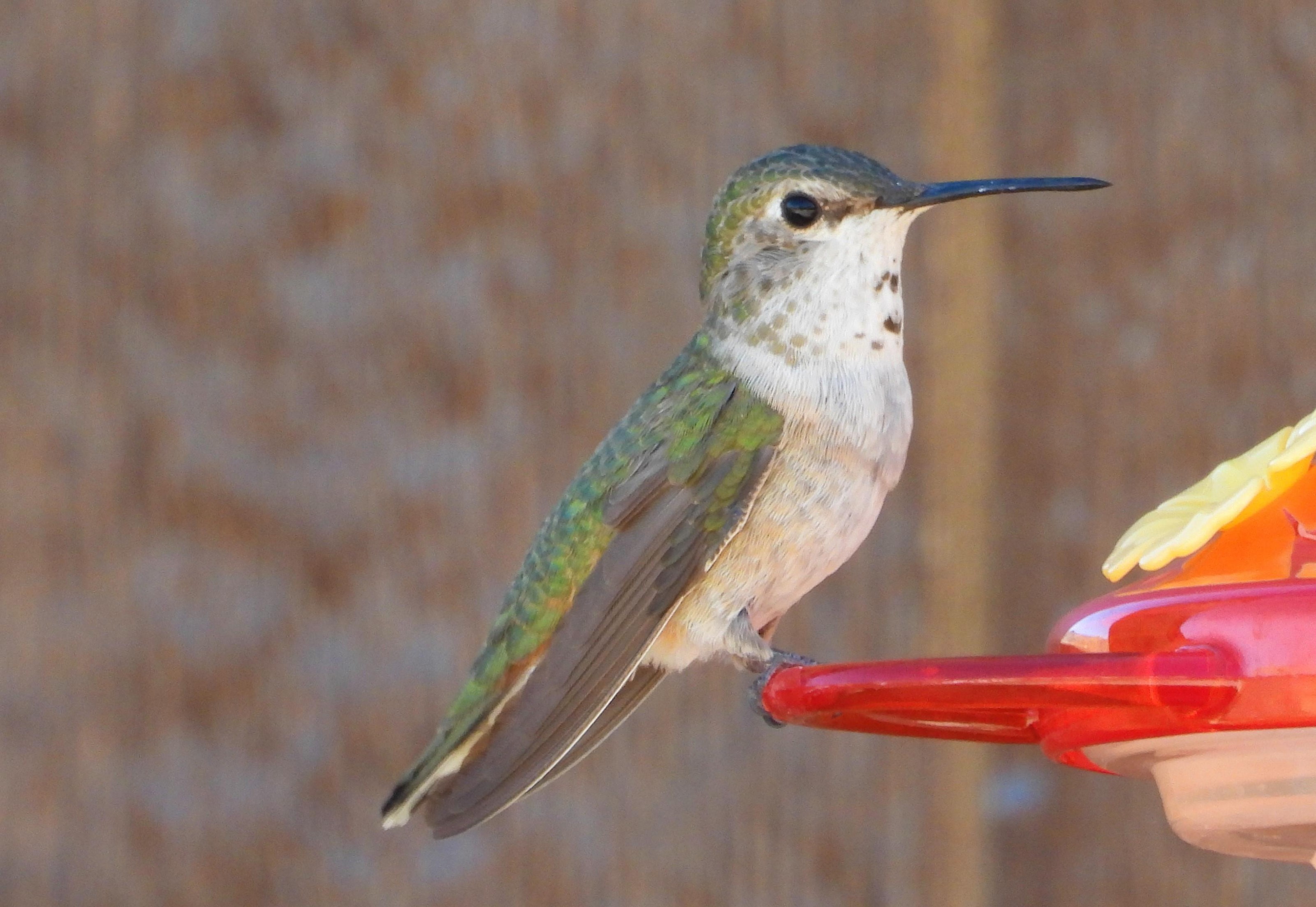 Immature Rufous Hummingbird.