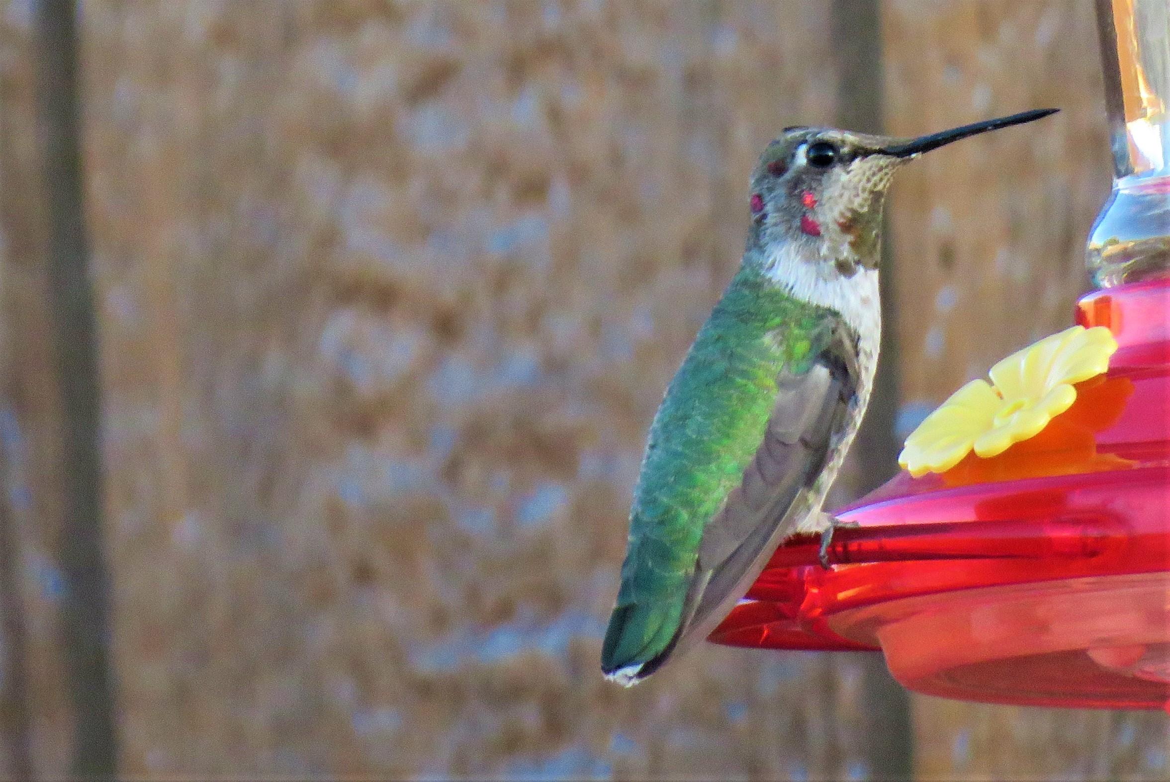 Anna's Hummingbird in New Mexico