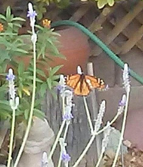 Monarch in Tempe, Arizona