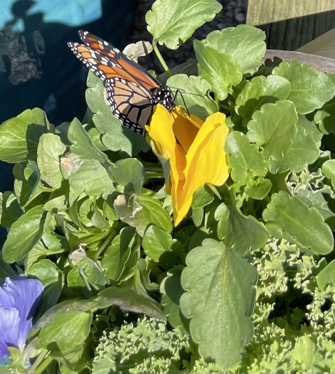 Monarch in North Carolina