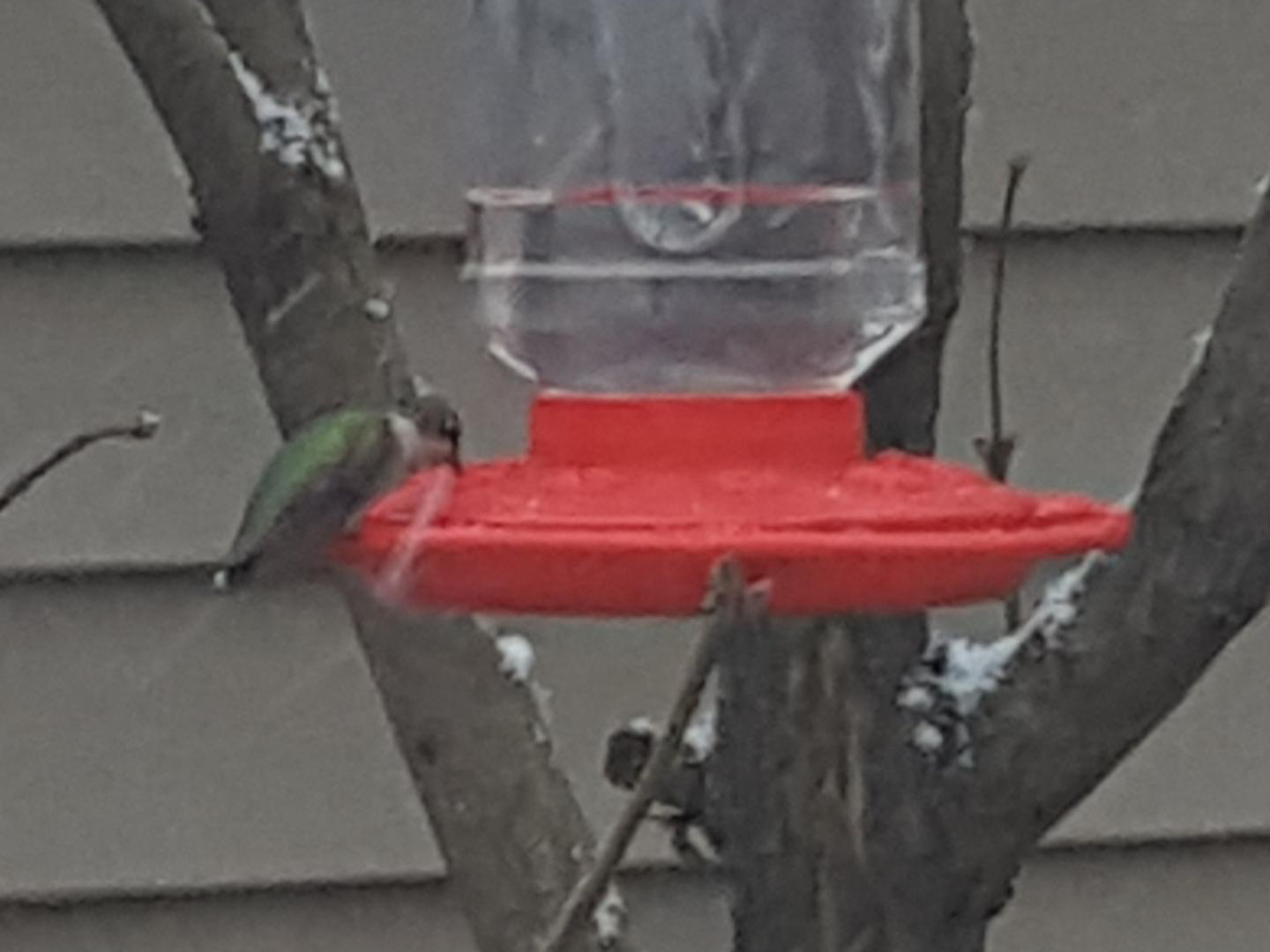 Ruby-throated Hummingbird in Wisconsin.