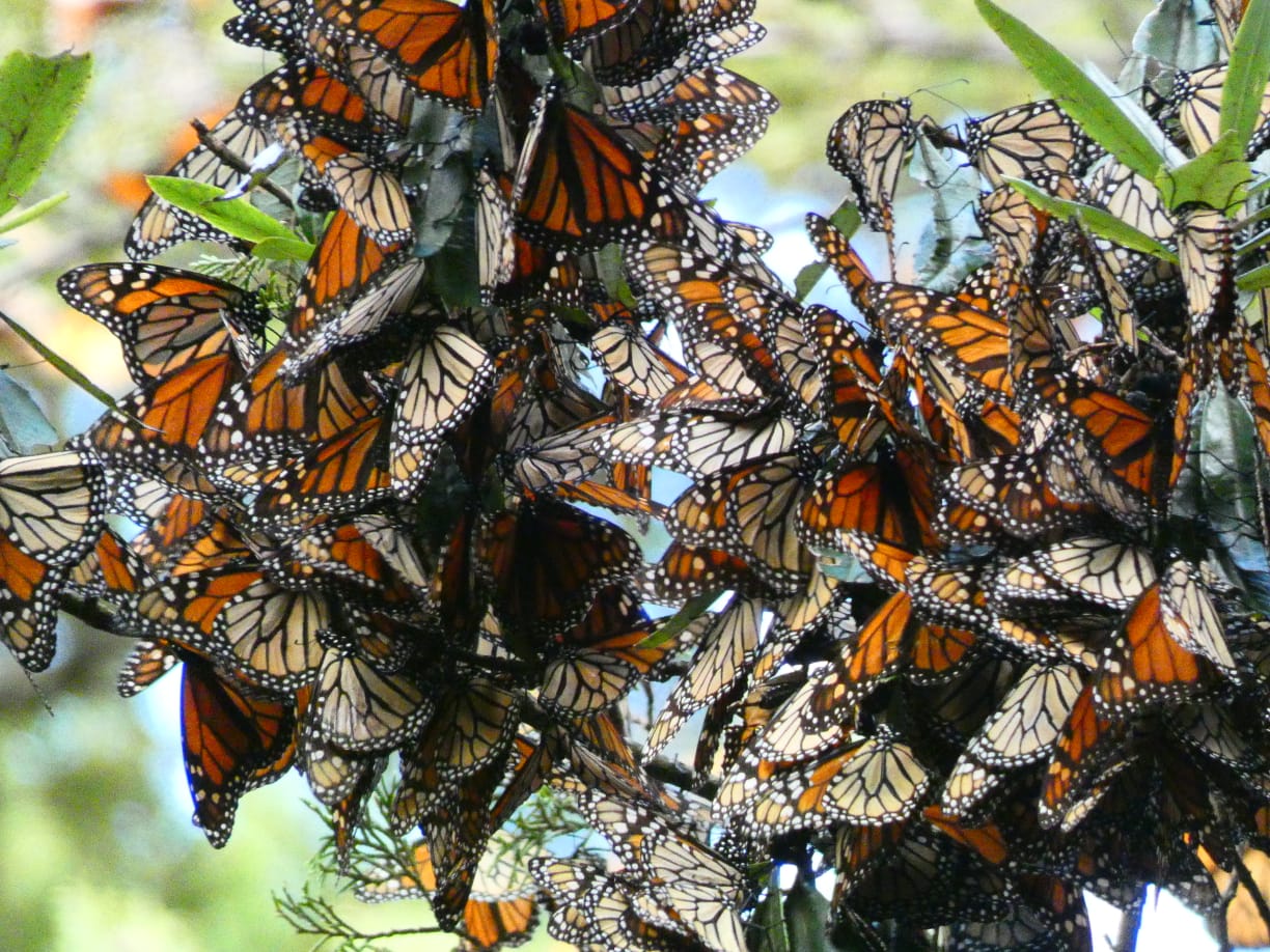 12/16/2020 Overwintering Monarchs