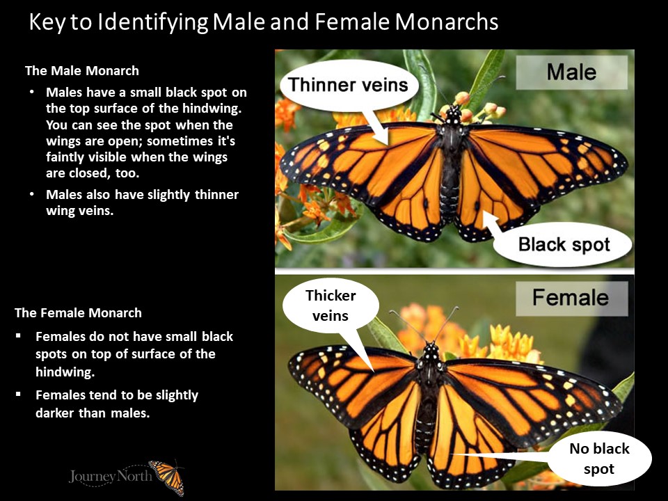 male and female monarch id