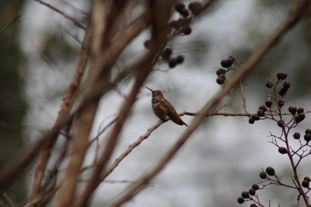 Rufous hummingbird