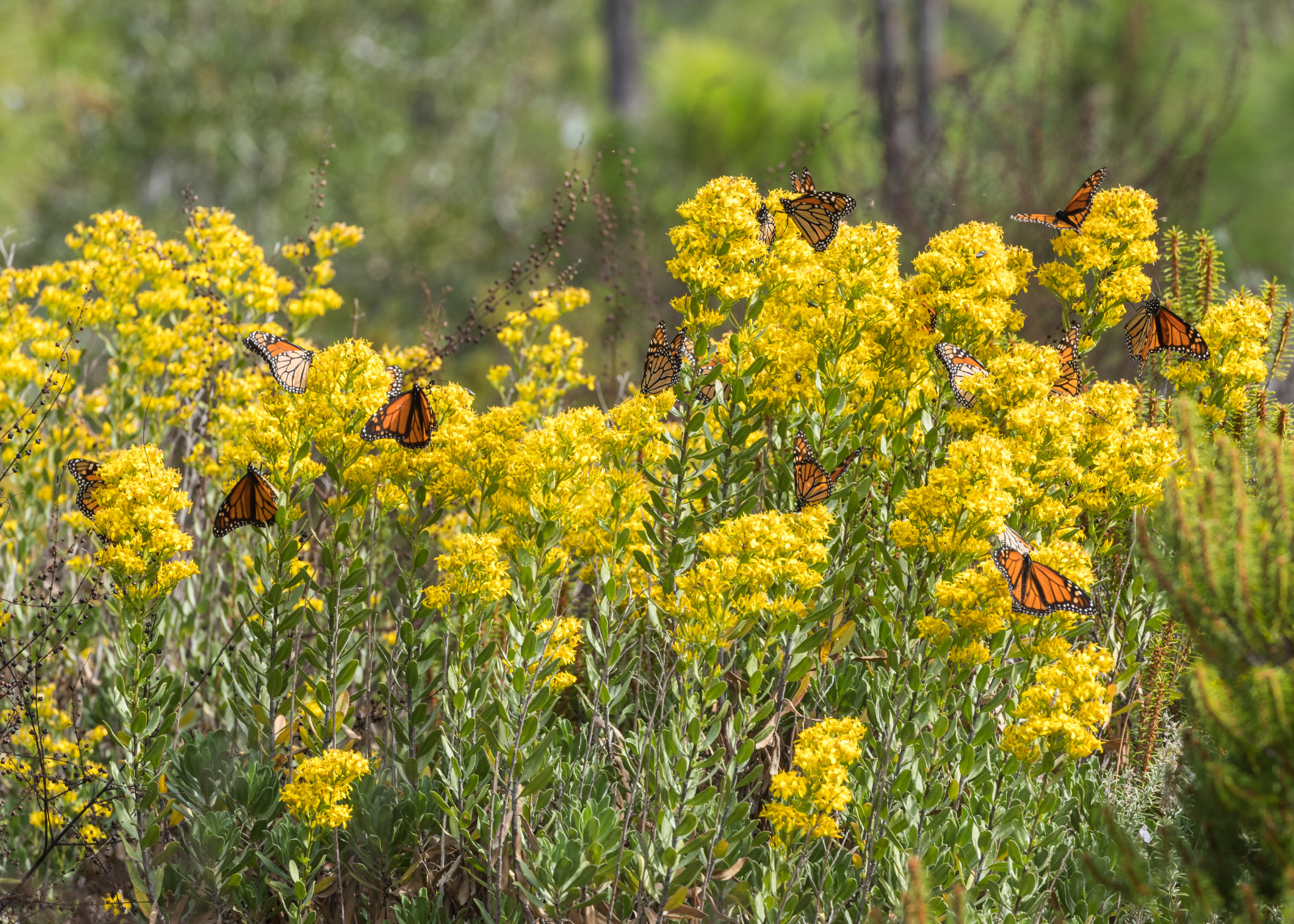 Monarch nectaring. 