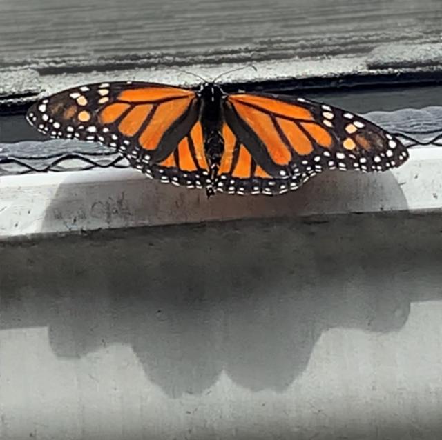 eclosed female monarch