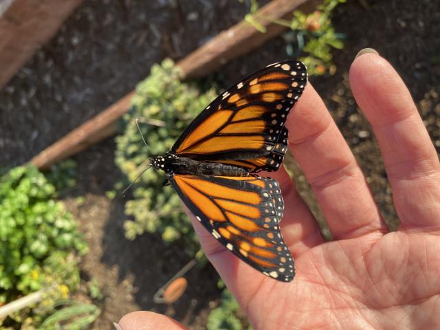 Monarch in Arroyo Grande