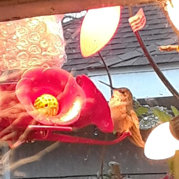 Rufous Hummingbird at feeder in Texas