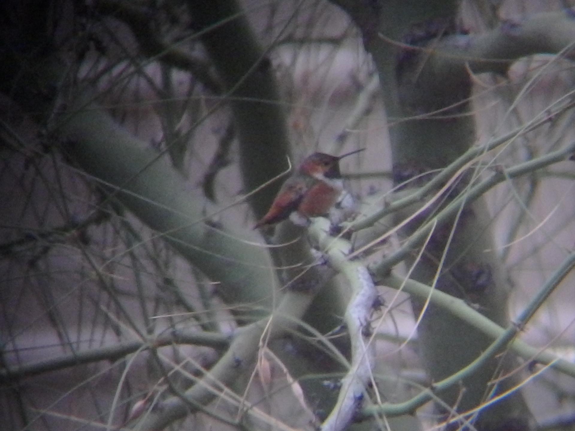 Rufous Hummingbird in California