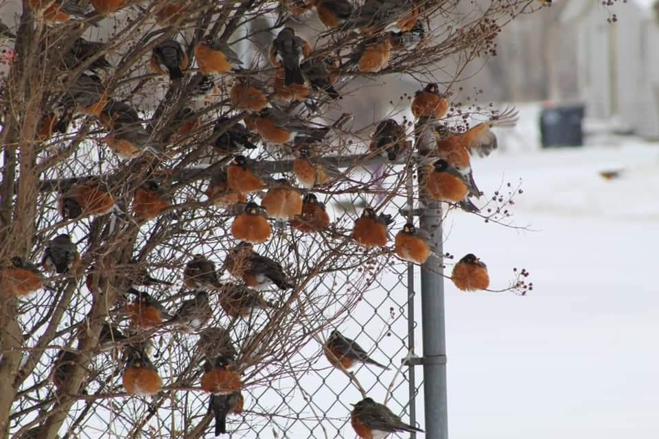 Robins huddled up.