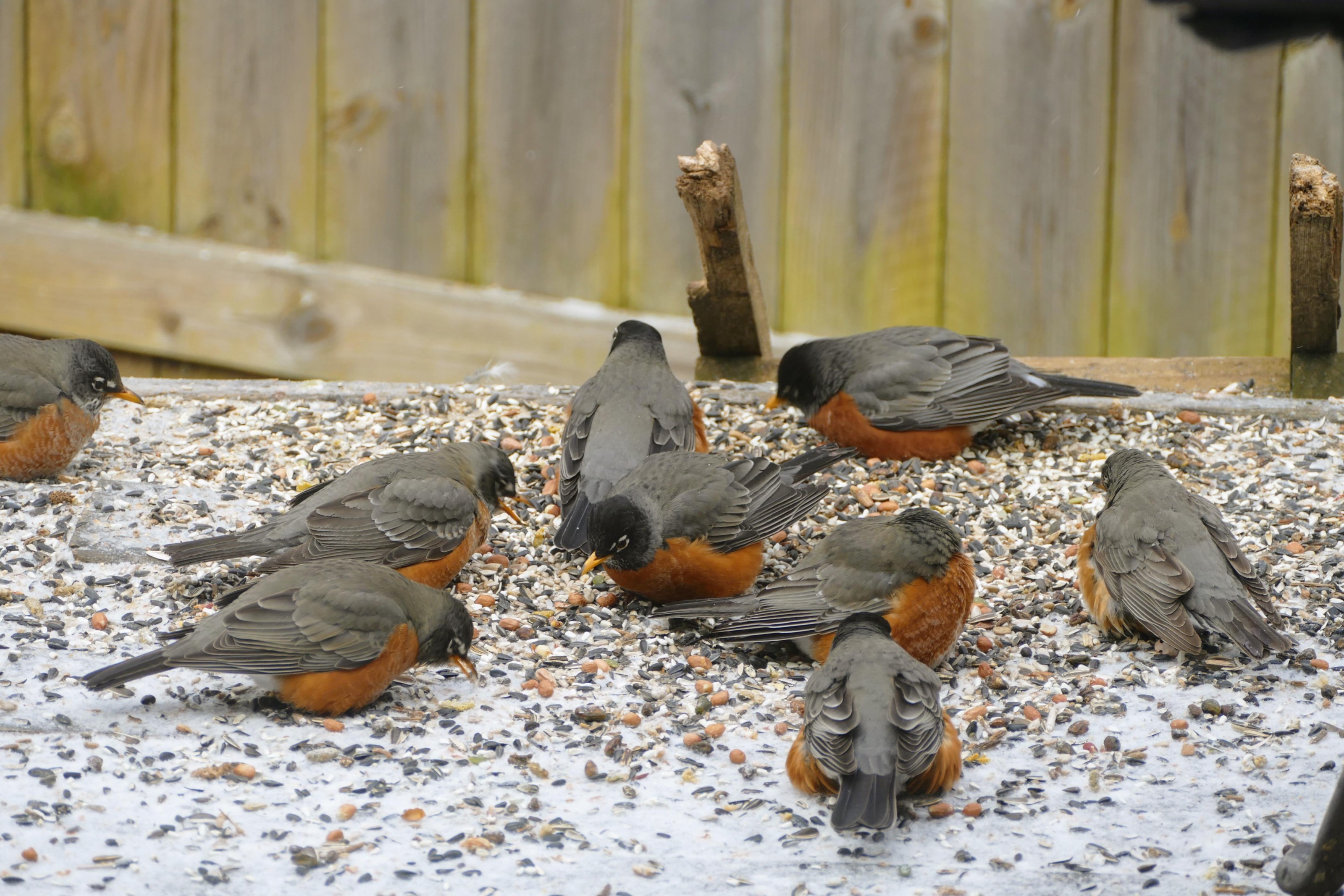 Robins feeding in Missouri.