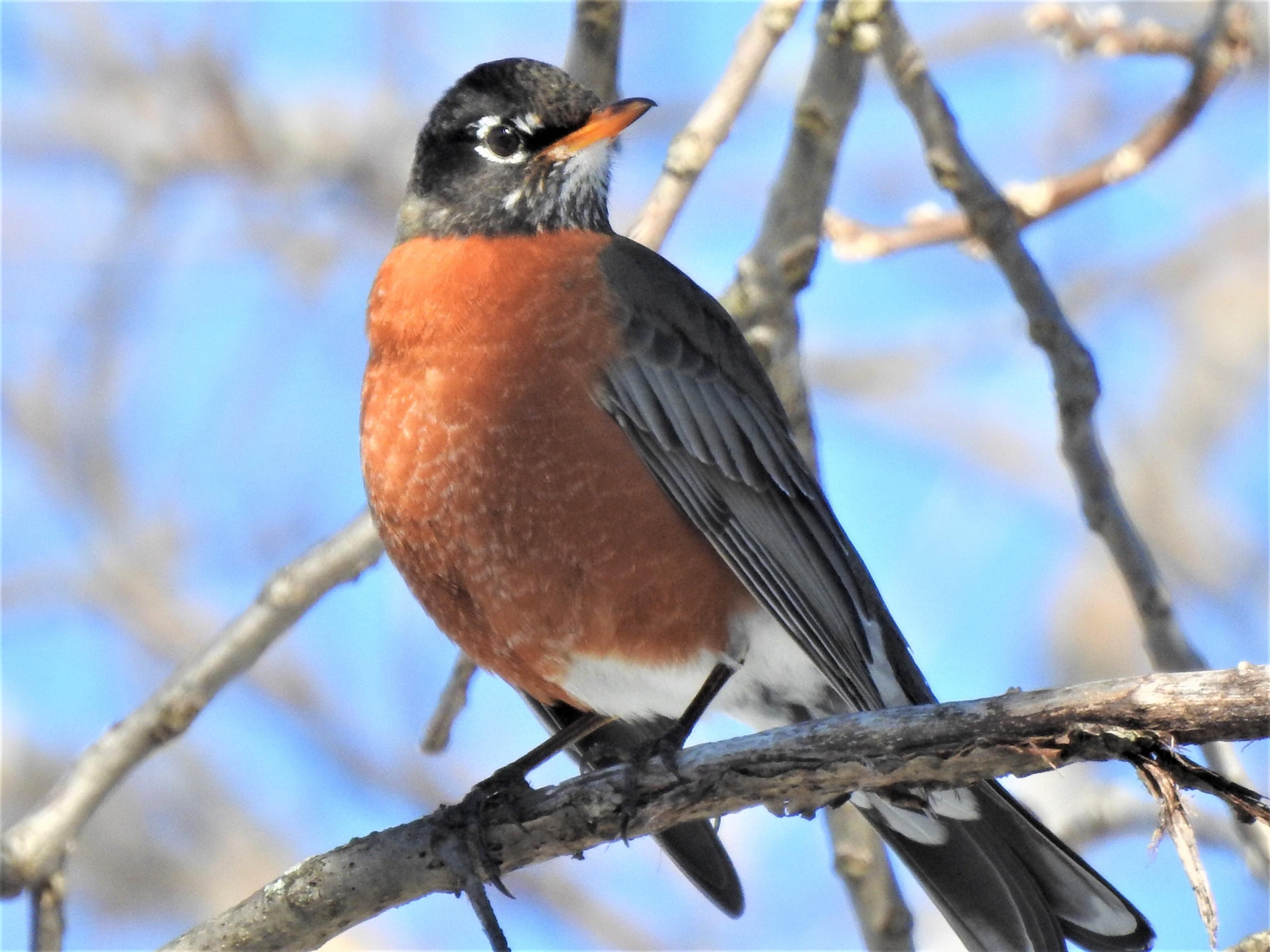 Robin in New York.