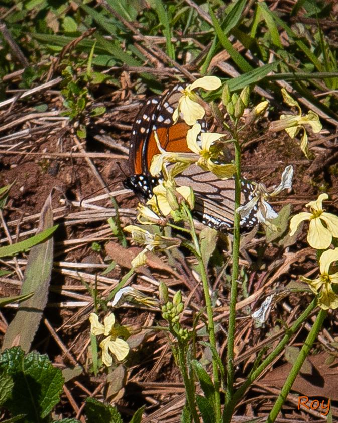 Monarch nectaring in Georgia