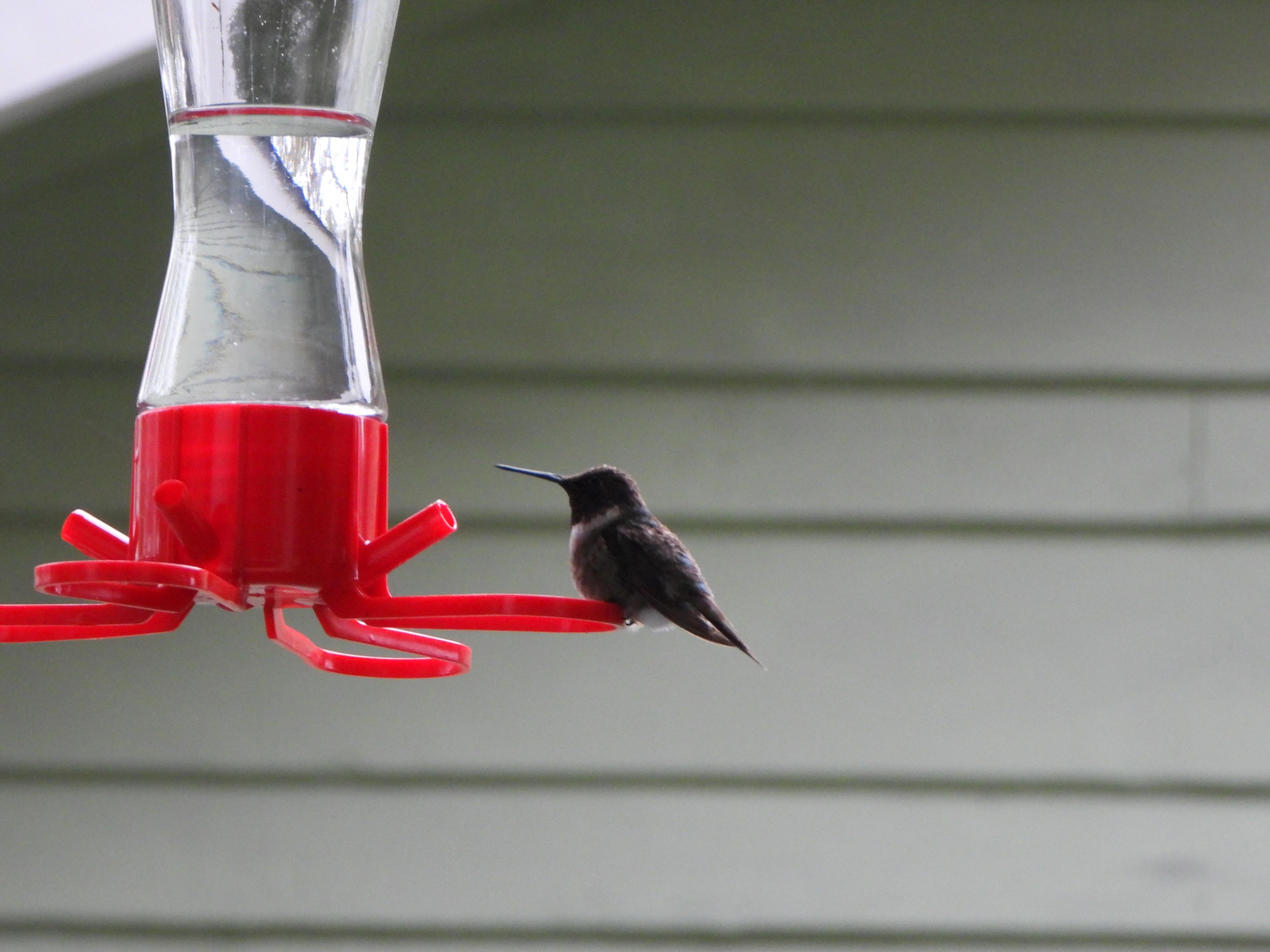 Ruby-throated Hummingbird.