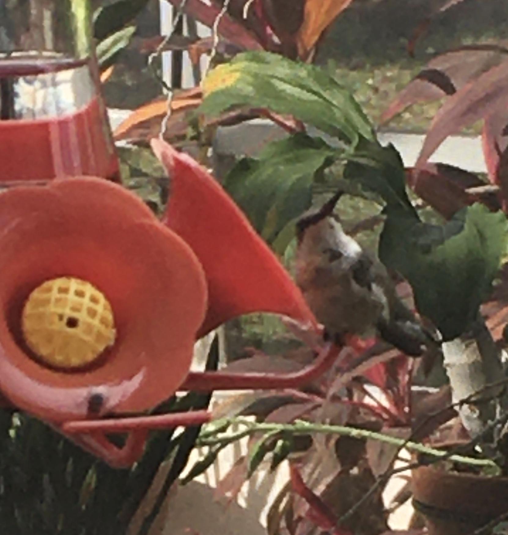 Hummingbird in Florida