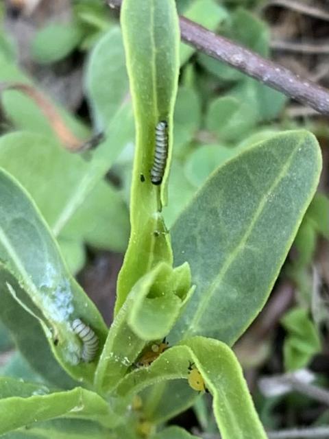 Monarch Larvae