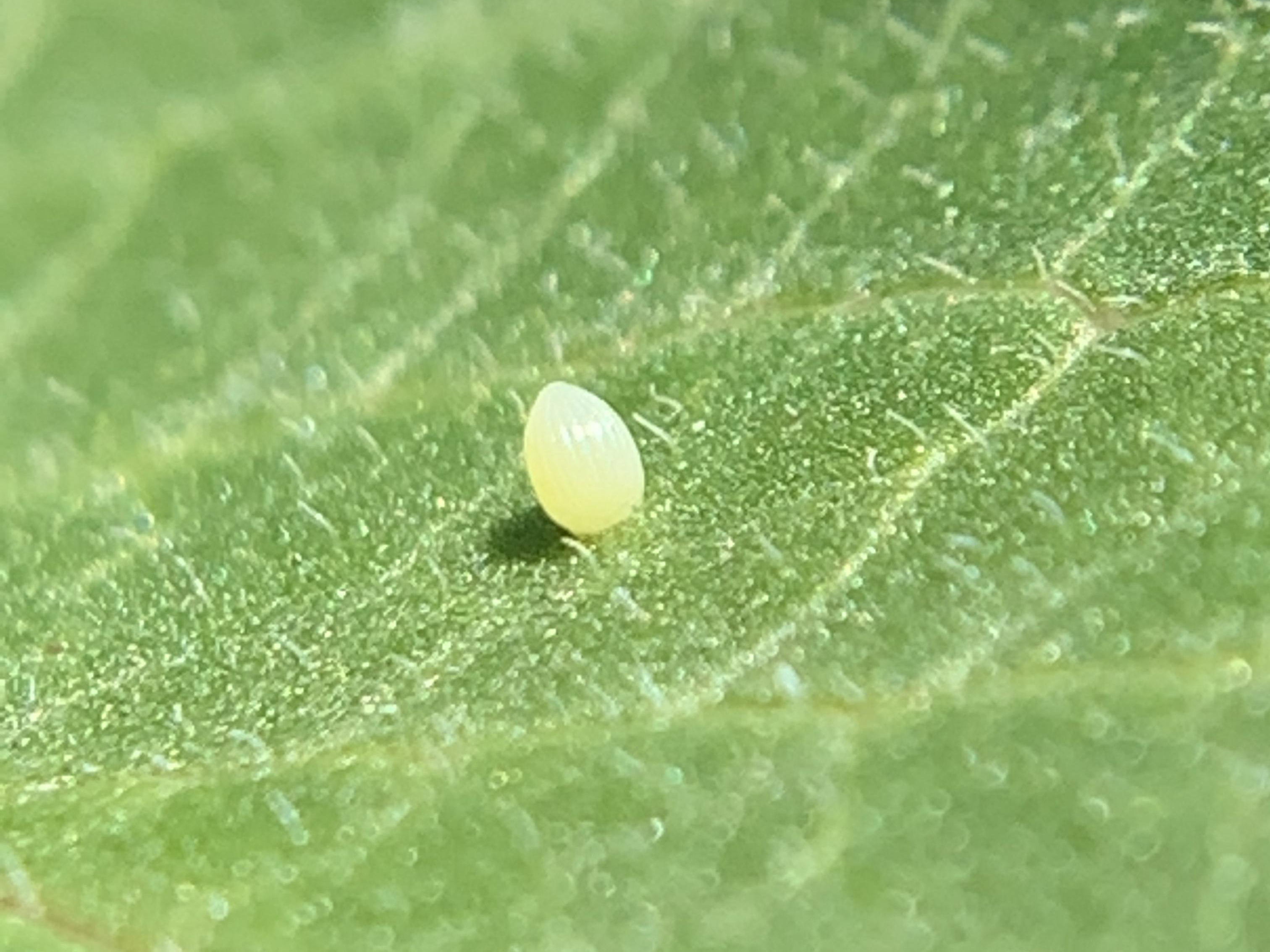 Monarch egg