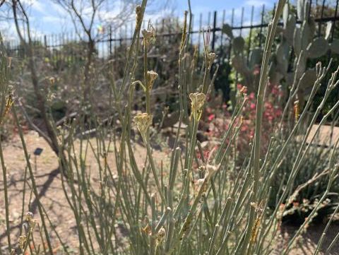 Milkweed in Arizona