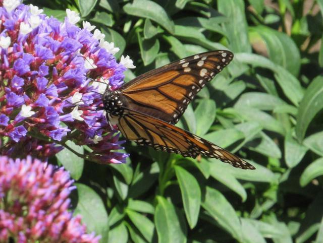 Monarch Butterfly 