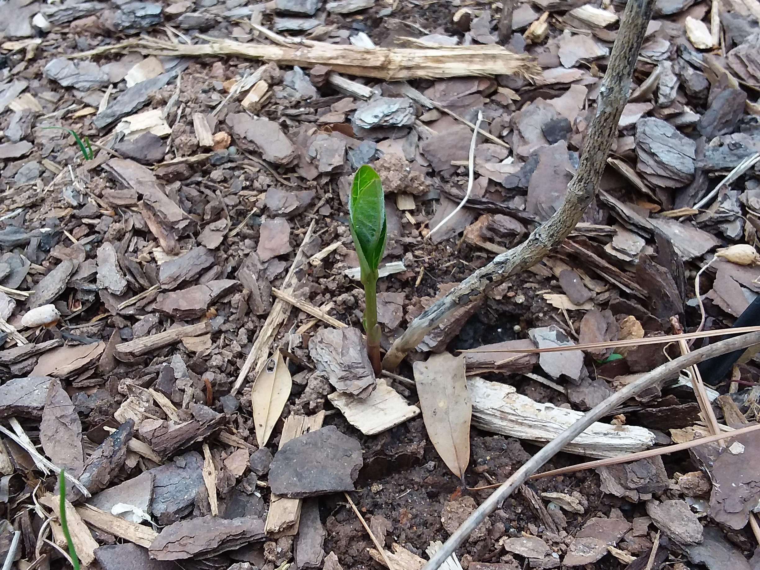 Purple Milkweed