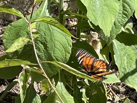 Monarch Butterfly 