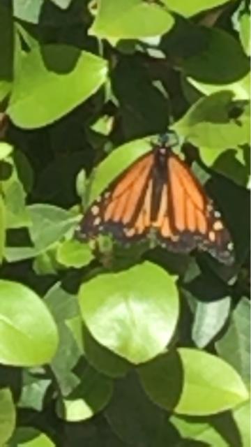 Monarch in Arizona