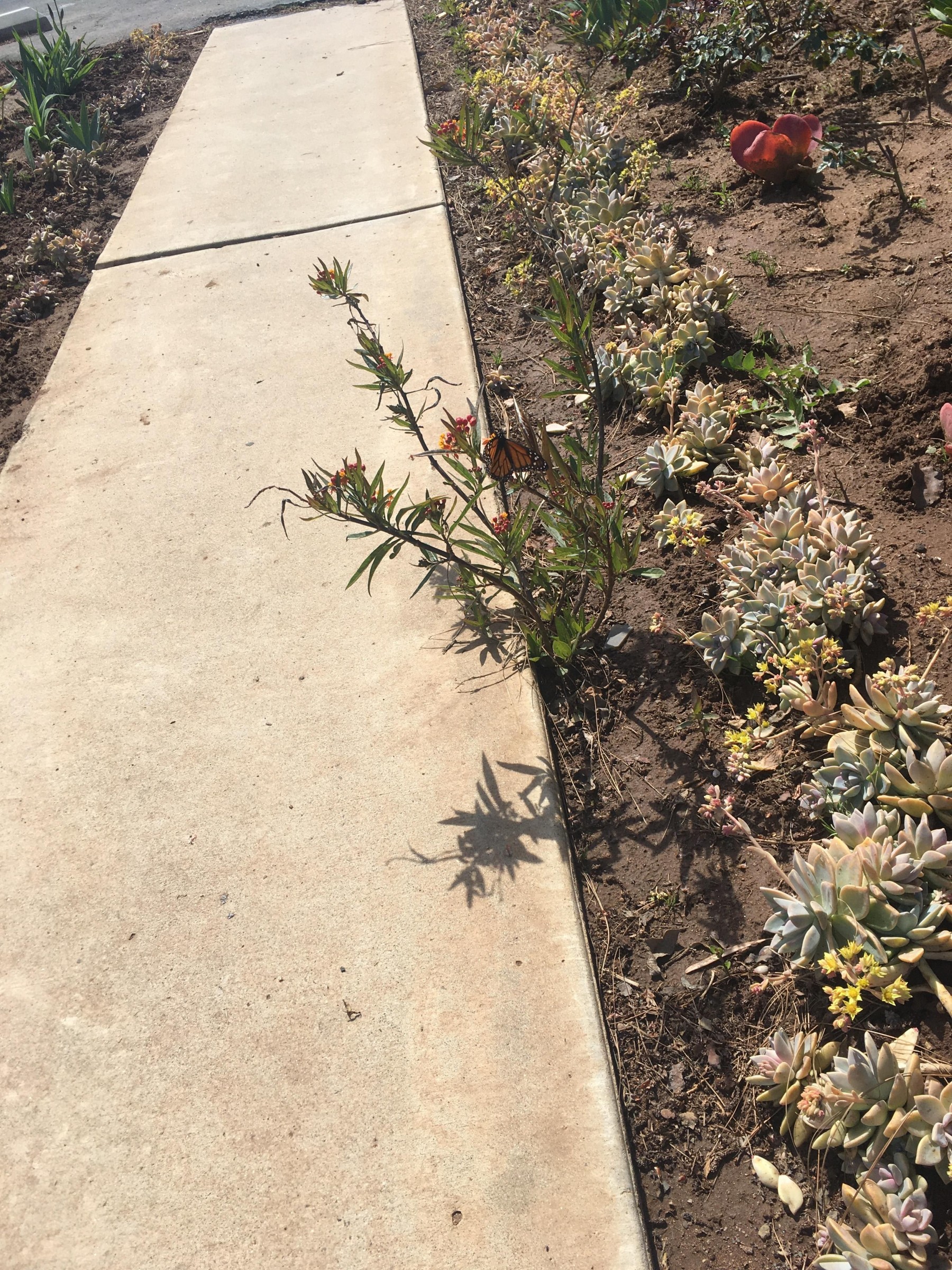 Monarchs in Imperial Beach, CA