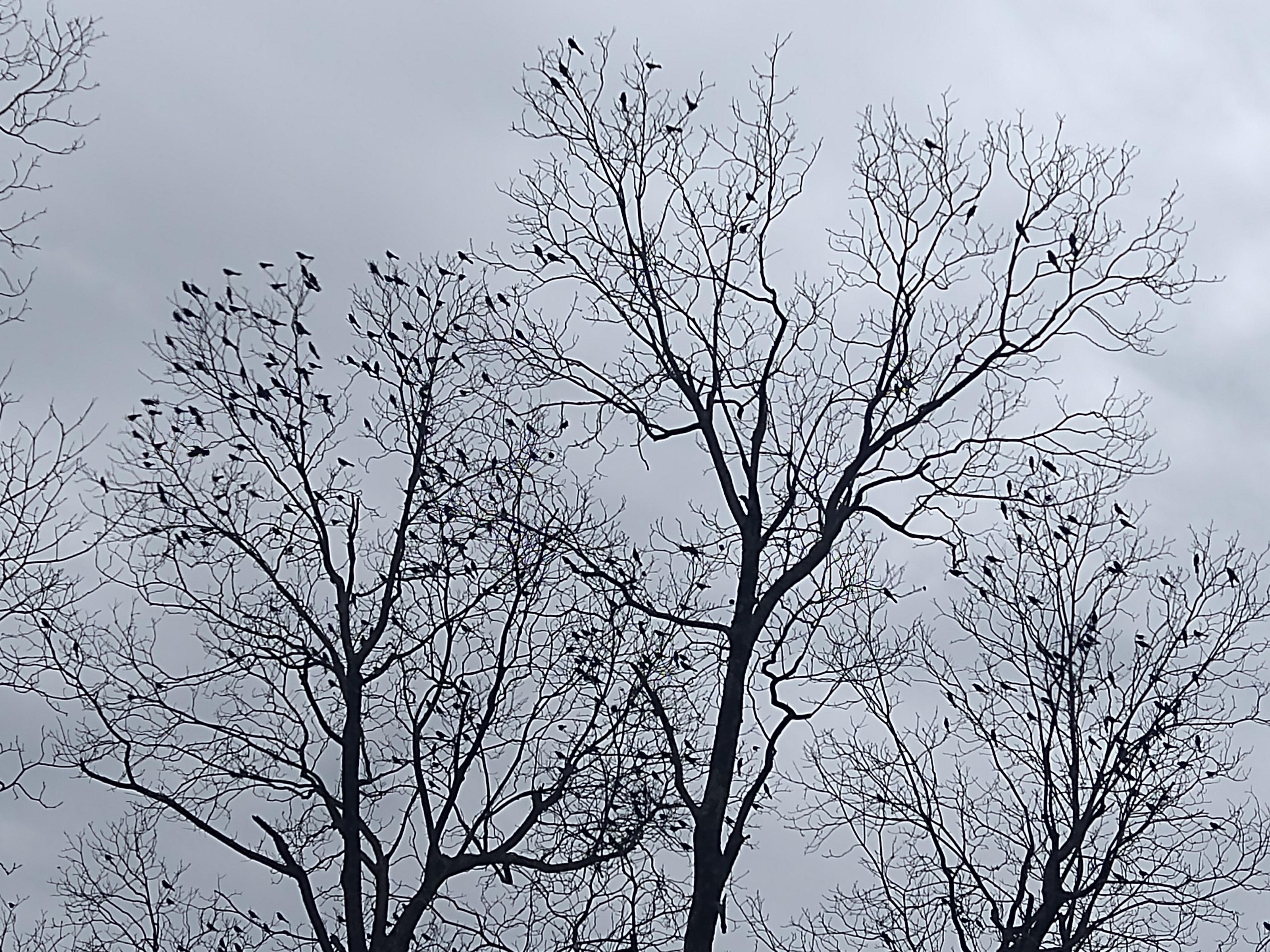 Wave of Robins in North Carolina.