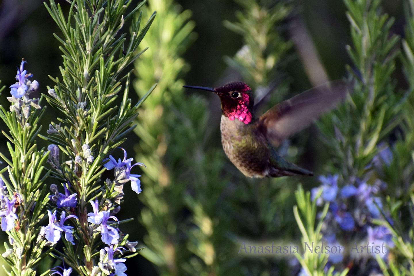 Anna's Hummingbird