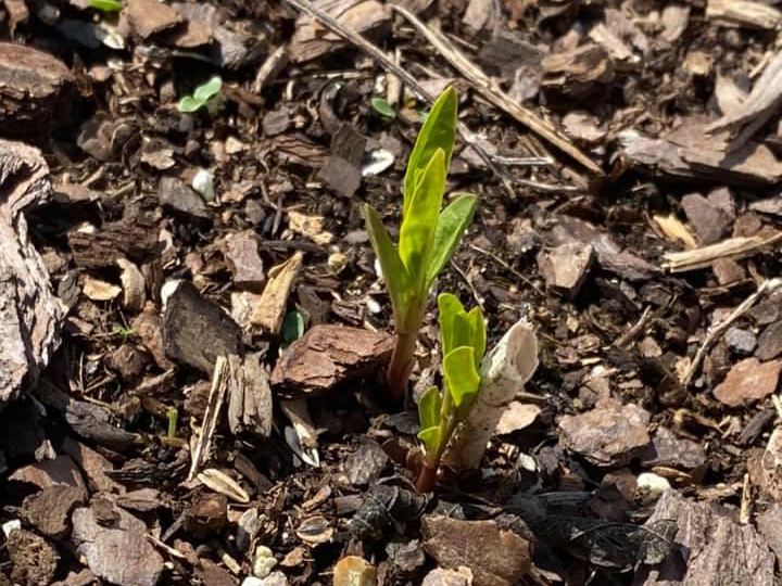 Swamp Milkweed