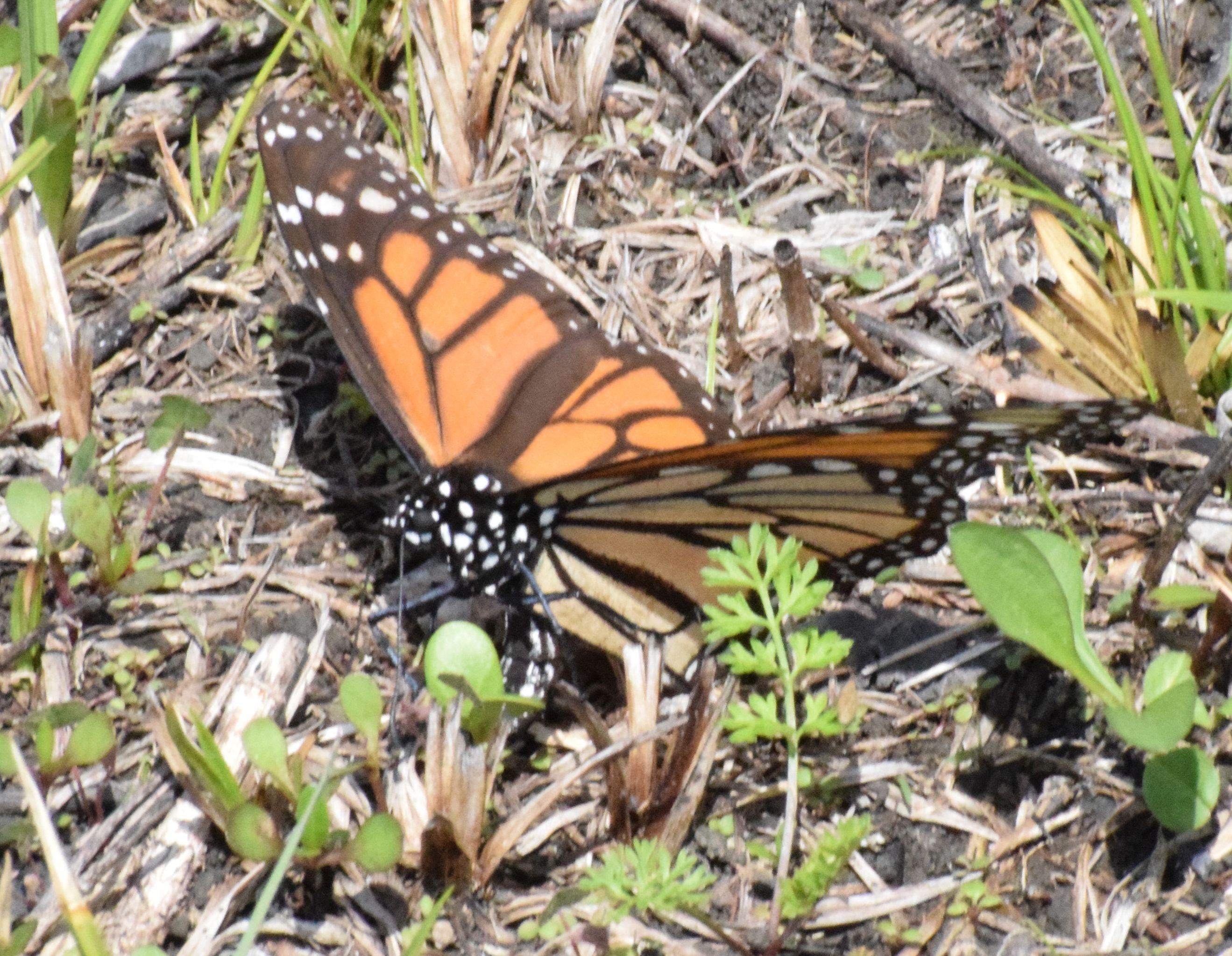 Monarch laying eggs