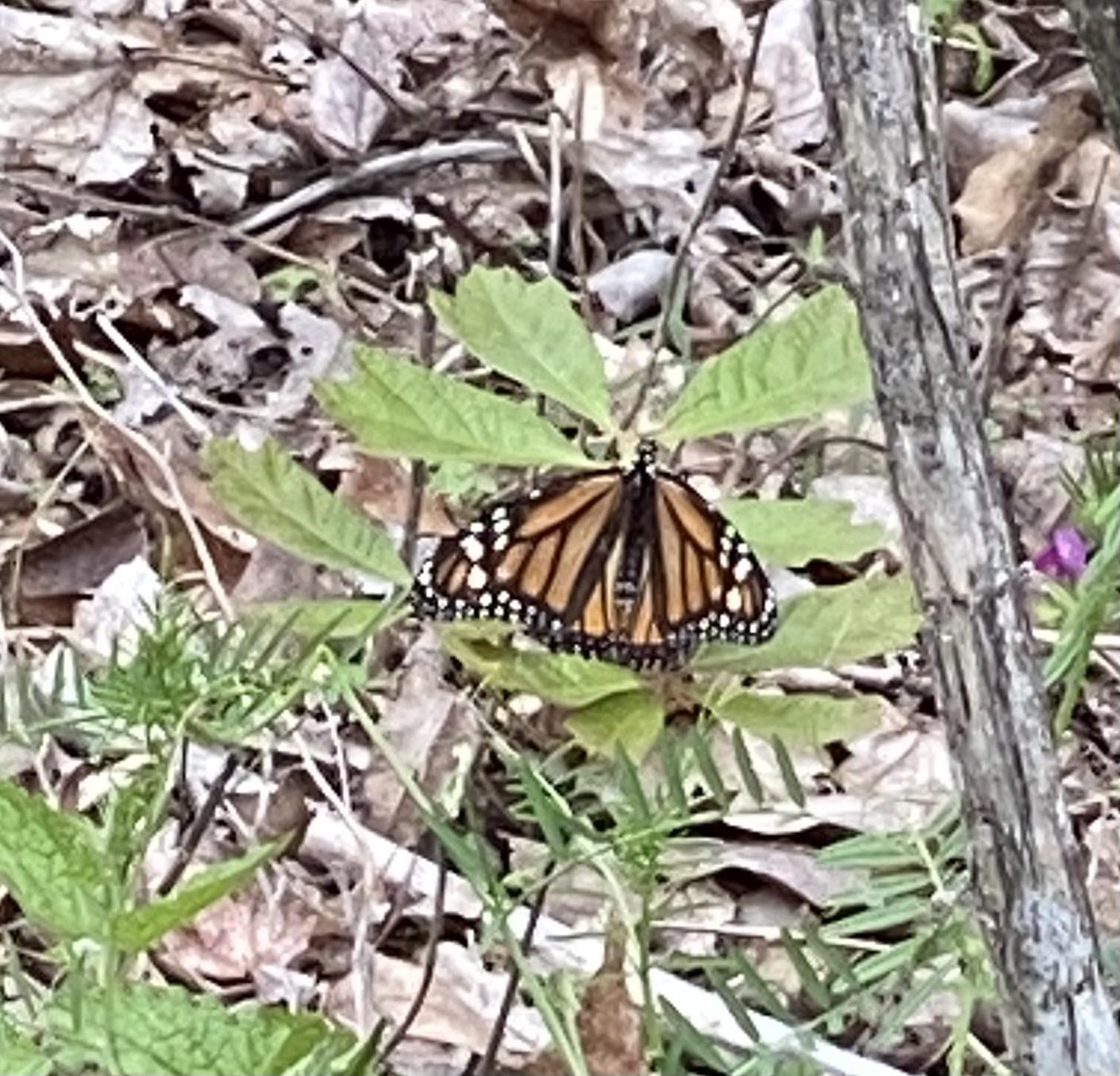 Monarch in georgia