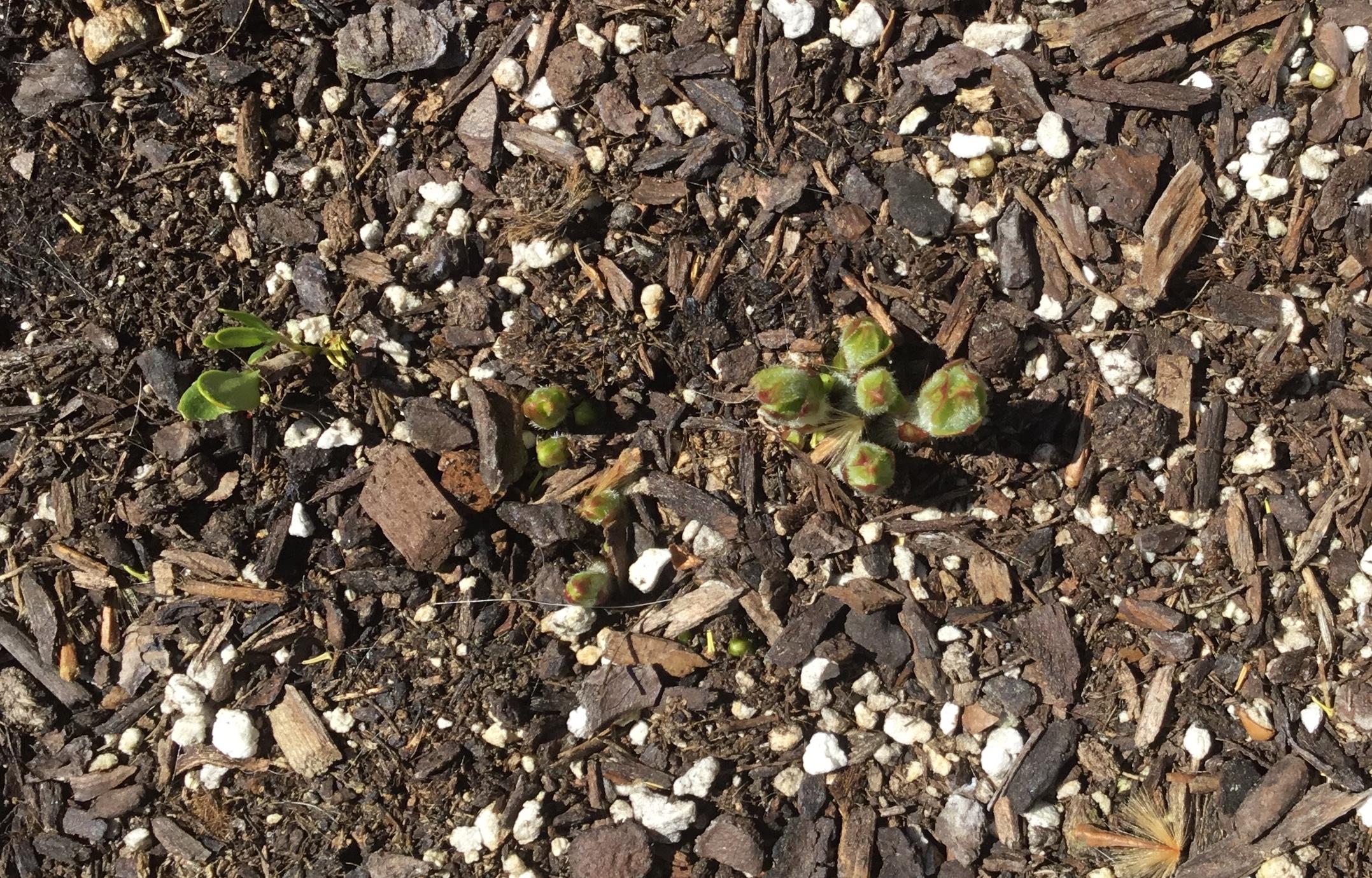 Butterfly milkweed