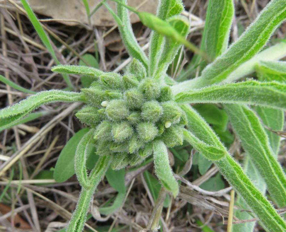 Monarch eggs on milkweed