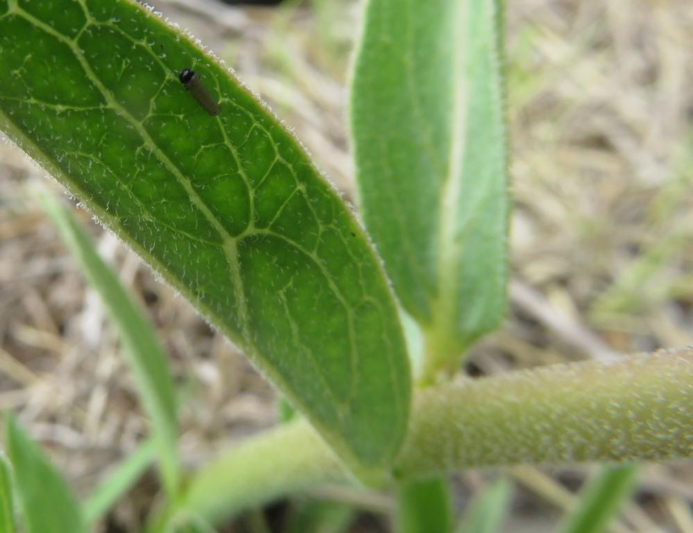 Monarch larva